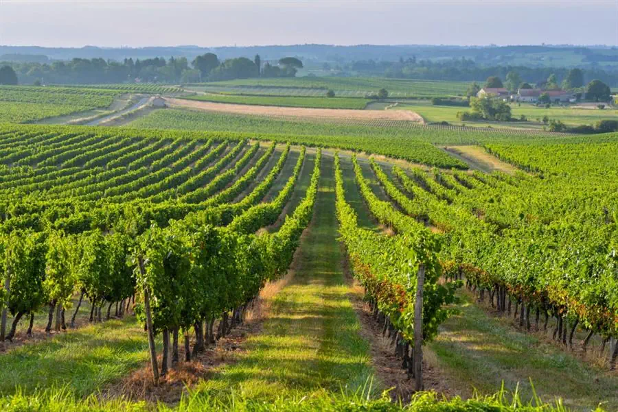 Vigneti